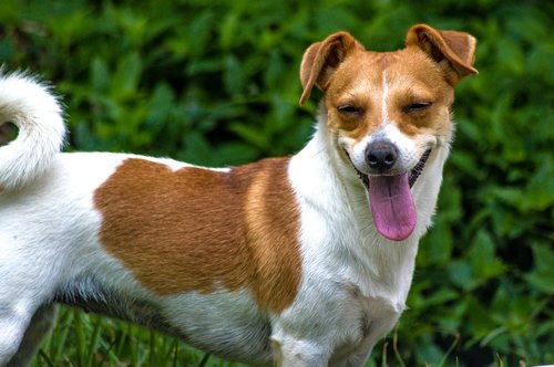 dog  jack  russell