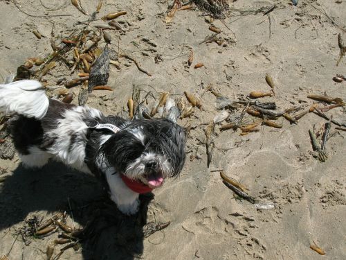 dog beach sun