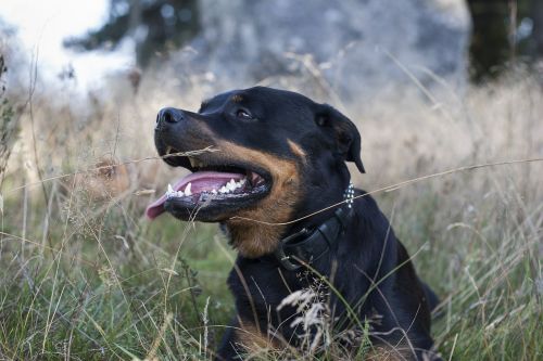 dog rottweiler nature