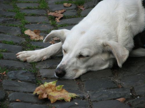 dog rest cobblestones