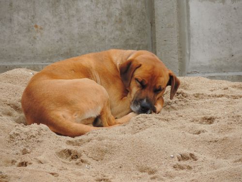 dog sleeping sand