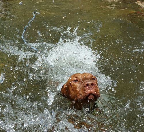 dog swimming animal