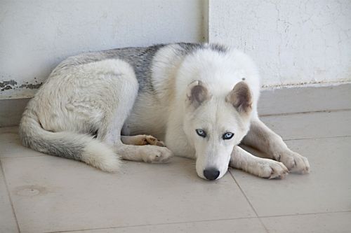 dog white fur
