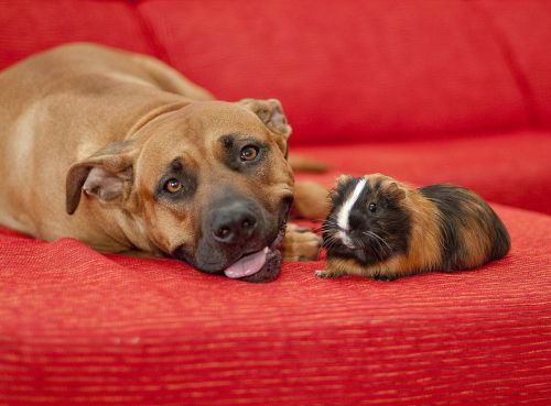 dog cavy friends