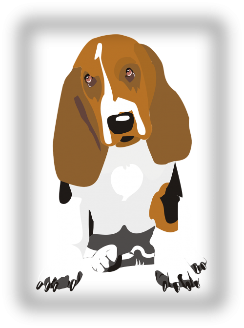 dog beagle pet
