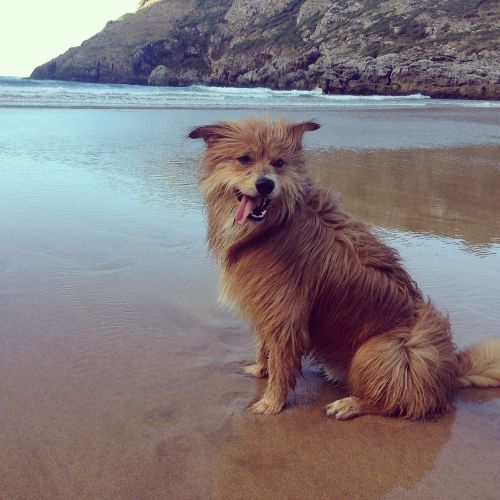 dog beach happy