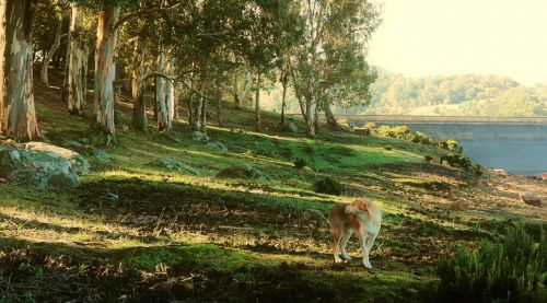 dog nature landscape