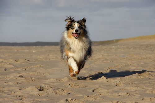 dog shepherd race