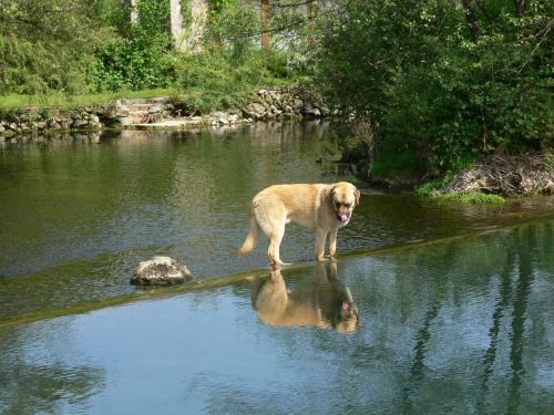 dog nature animal