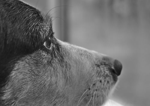 dog eye black