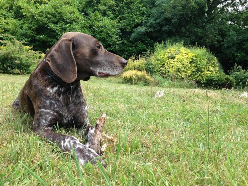 dog outdoor pet