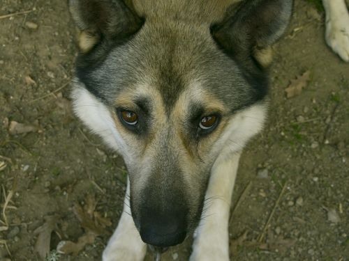 dog german shepherd dog animals