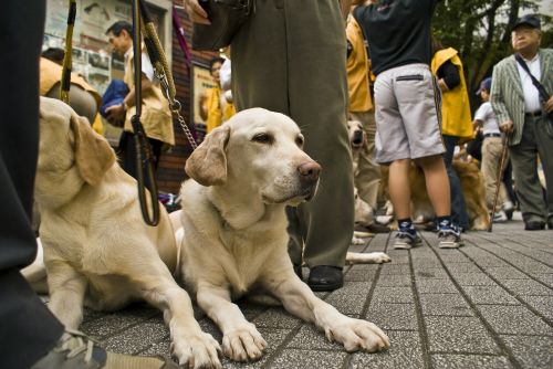 dog golden retriever pet