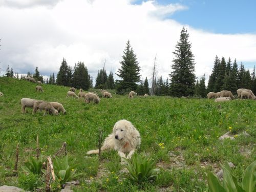 dog sheep nature
