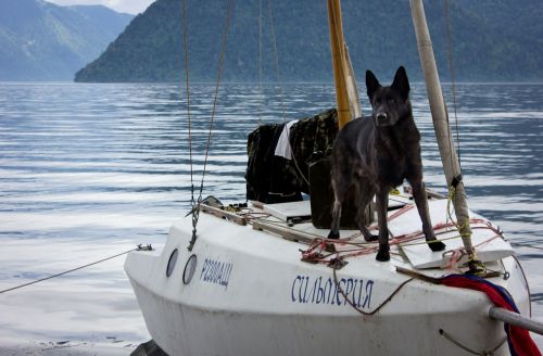 dog yacht altai