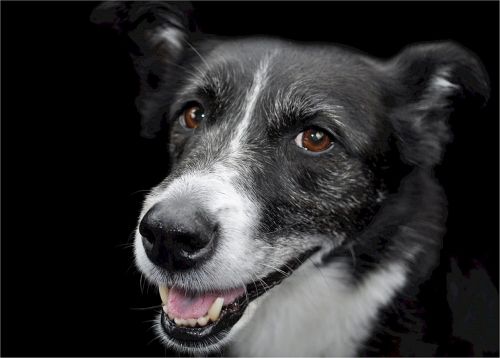 dog mixed breed canine
