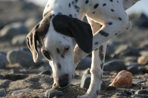 dog dalmatian inquisitive