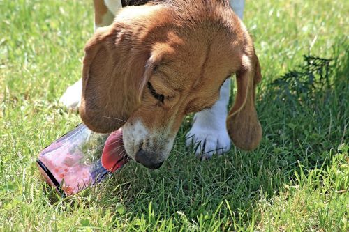 dog grass licking