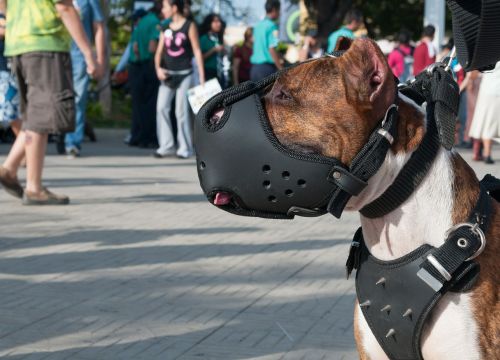 dog canine muzzle