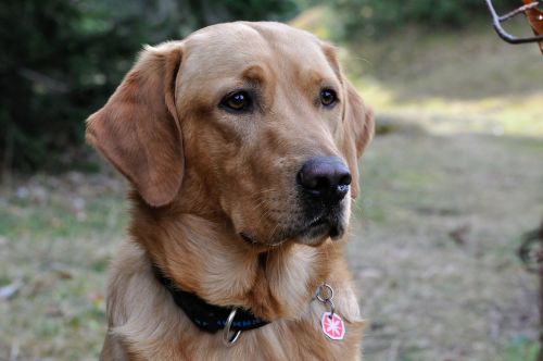 dog labrador pet