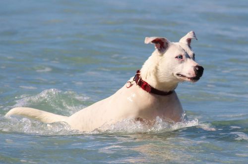 dog sea swim