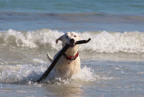 dog sea beach