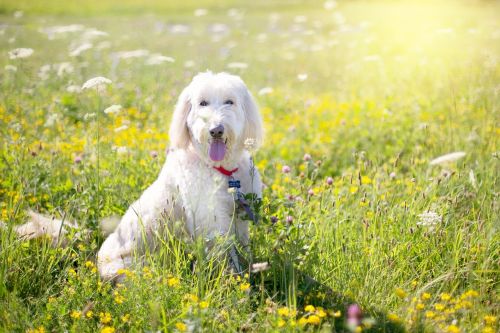 dog poodle pet