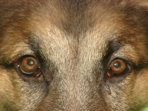 dog eyes german shepherd