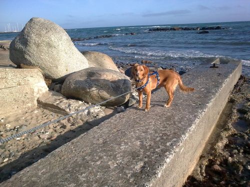 dog sea stone