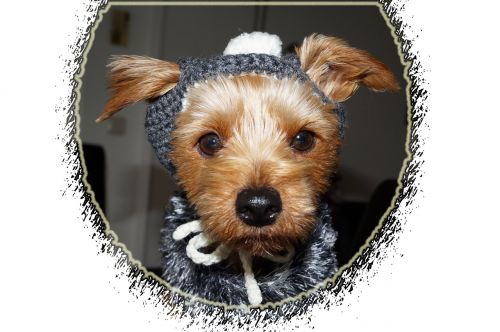 dog clothing yorkshire terriers