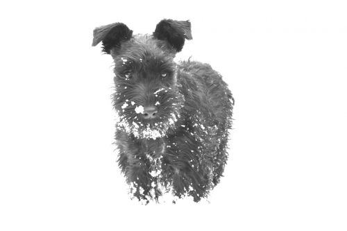 dog snow schnauzer