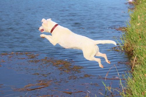 dog jump water