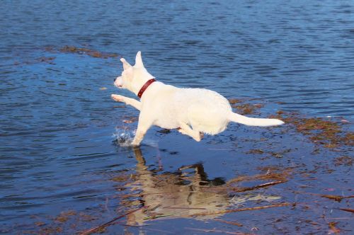 dog jump water
