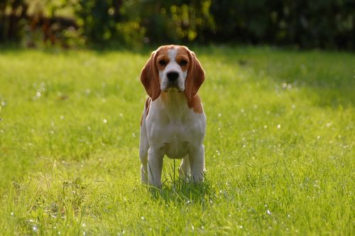 dog puppy beagle