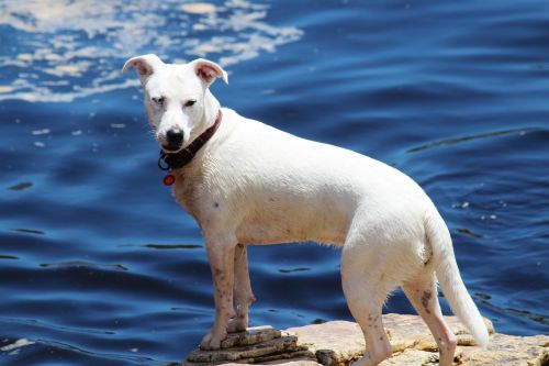 dog river wildlife photography