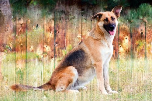 dog german shepherd animal