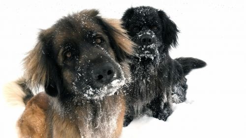 dog snow winter