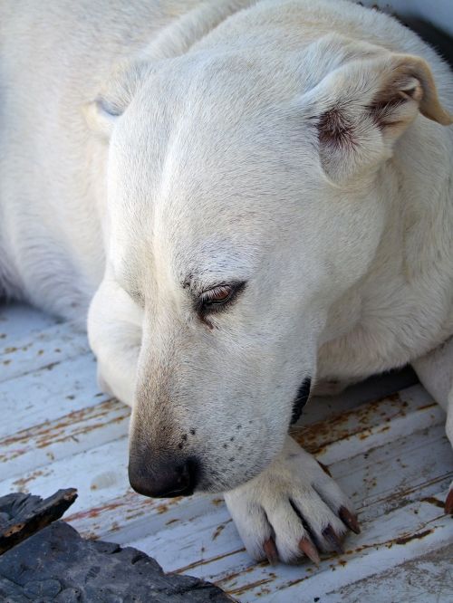 dog dog head dog look