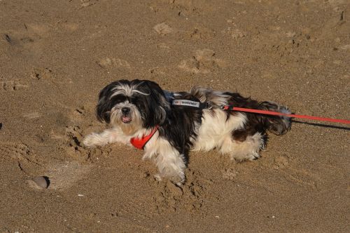dog beach sand