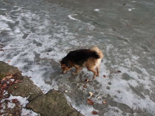 dog lake frozen