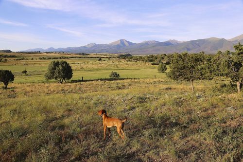 dog colorado countryside