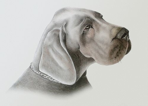 dog drawing painting