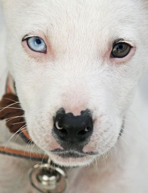 dog portrait eyes