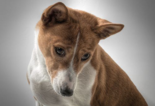 dog basenji hundbild