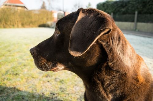 dog labrador profile picture