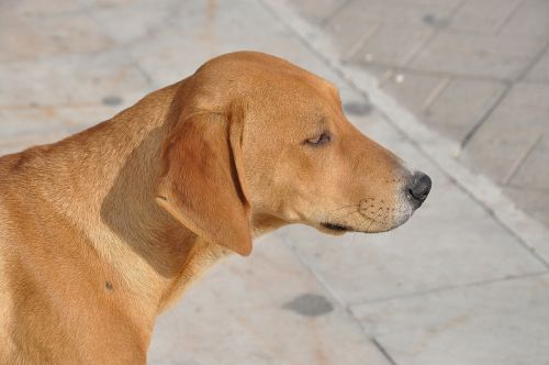 dog golden retriever