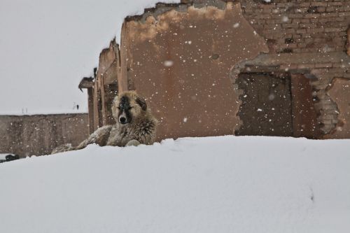 dog winter snow