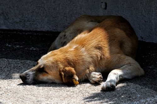 dog rest nap