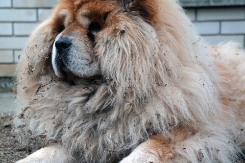 dog hairy fur coat