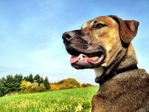 dog meadow dog on meadow